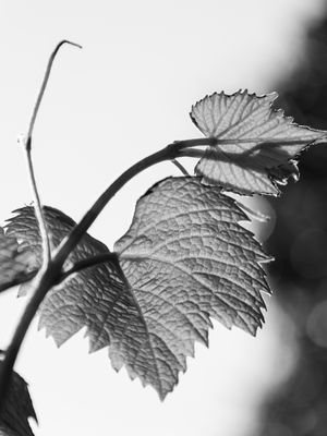 FOLHAS DE UVA_2
