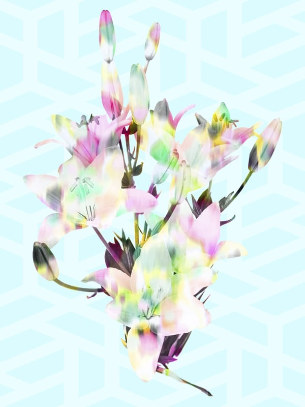 LILIUM 1