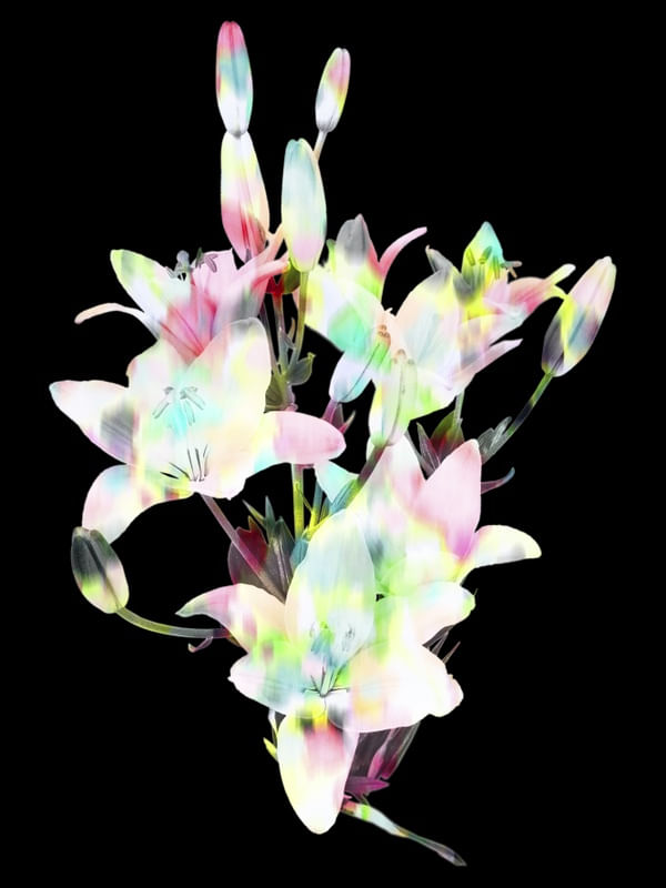 DARK LILIUM