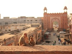 MACACOS NA CIDADE ROSA DE JAIPUR