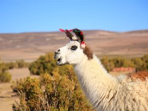 ALPACA DE PERFIL