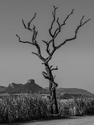 CUSCUZEIRO 4