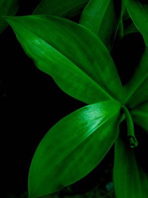 BLACK&GREEN