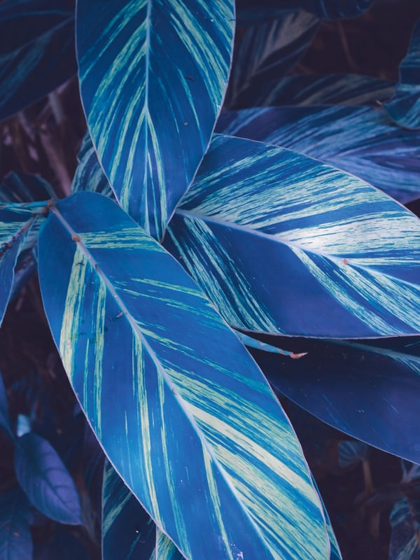 WHITE BLUE LEAVES