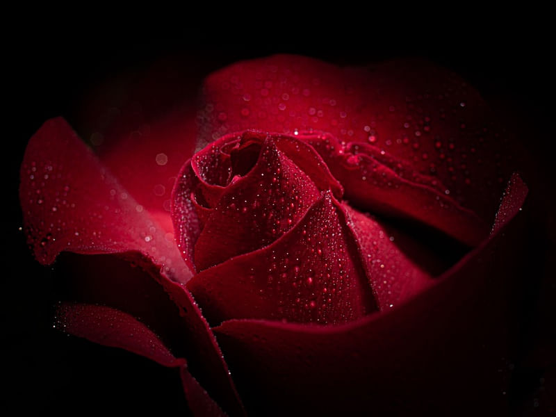 ROSA VERMELHA DA PAIXÃO