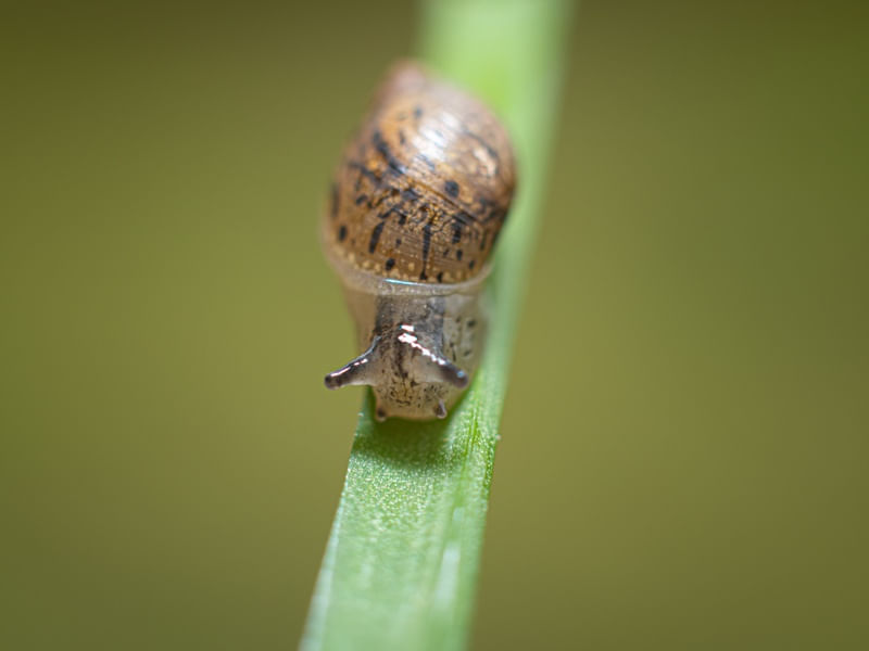 CARACÓIS ME MORDAM!