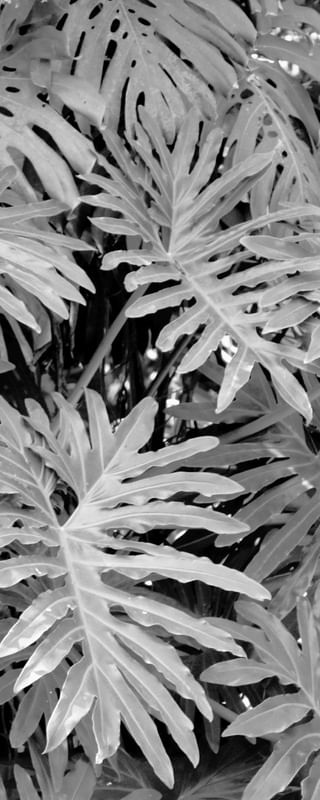 PAINEL DE FOLHAS NATURAIS EM PB