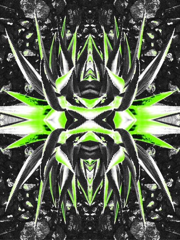 AGAVES_LANZAROTE - ESPAÑA, 2019