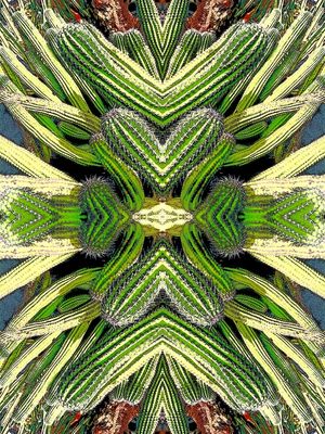 CACTACEAE_LANZAROTE - ESPAÑA, 2019