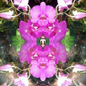 ORCHIDS - LAOS, 2018