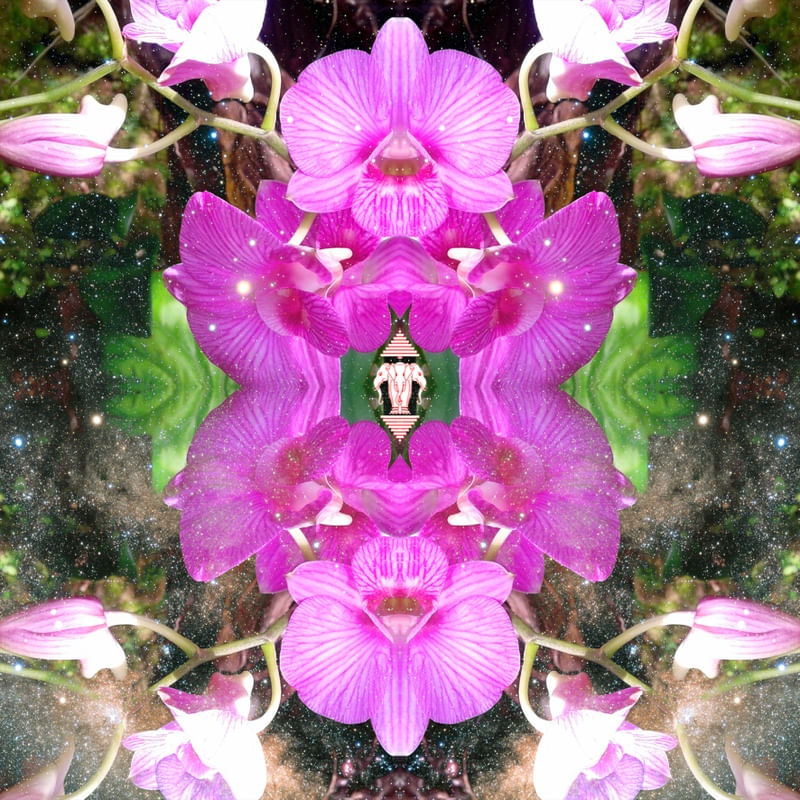 ORCHIDS - LAOS, 2018