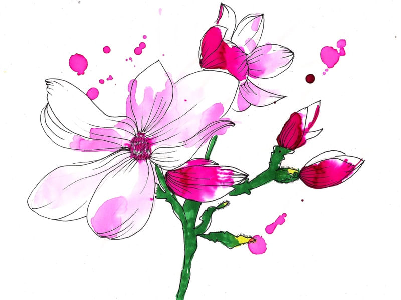 PINK FLOWER BLOOM