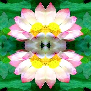 LOTUS DESIGN - CAMBODIA 2018