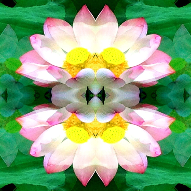 LOTUS DESIGN - CAMBODIA 2018