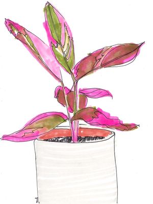 PINK LEAVES PLANT