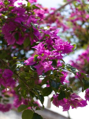 FLORES DA PRIMAVERA