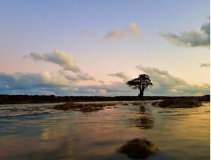 SOLITÁRIA ÁRVORE