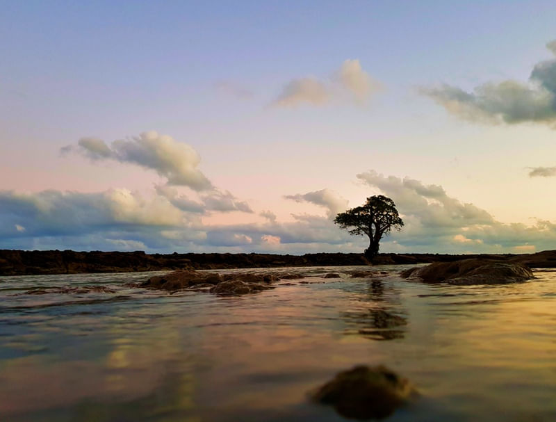 SOLITÁRIA ÁRVORE