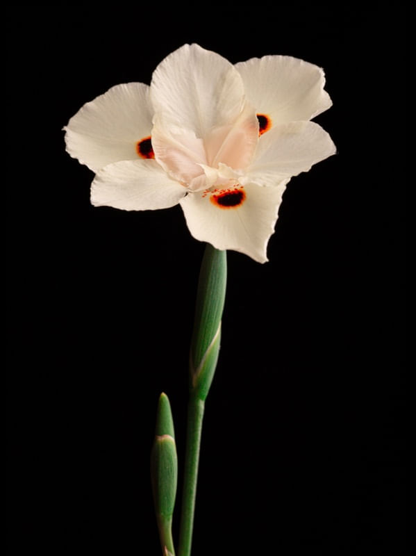 FLORES - ORQUÍDEA