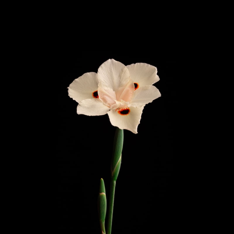 FLORES - ORQUÍDEA 2