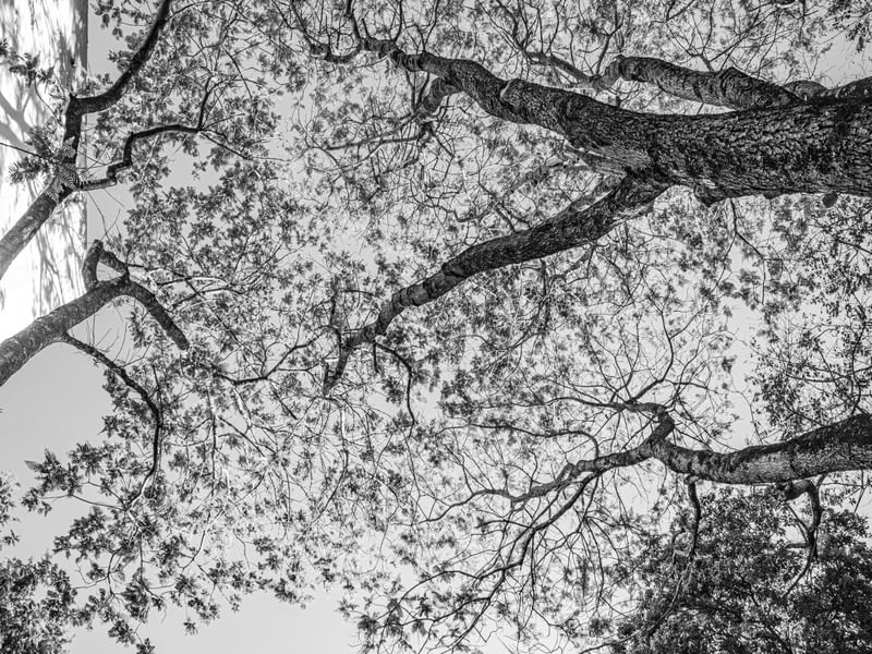 NAKED TREES 6