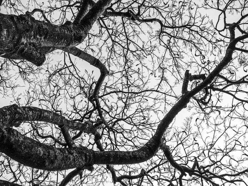 NAKED TREES 7