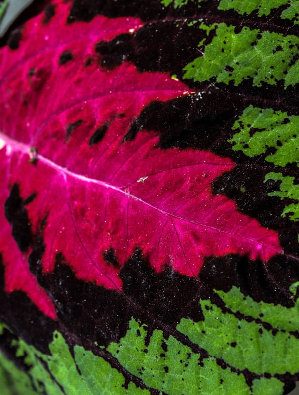 COLORE