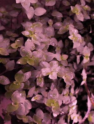 JARDIM DE FLORES