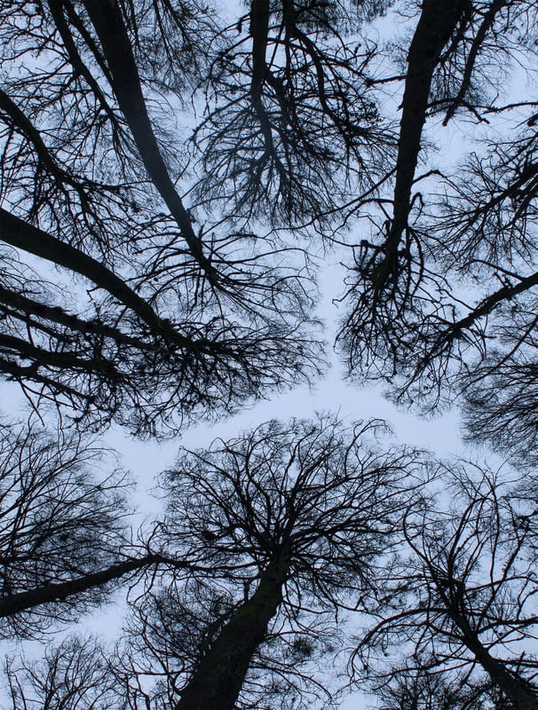 GALHOS E CÉU