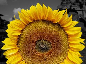 GIRASSOL YELLOW HORIZONTAL