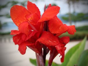 FLORES DO JARDIM DA PRAIA DE SANTOS/SP - I9902 - PS EX1