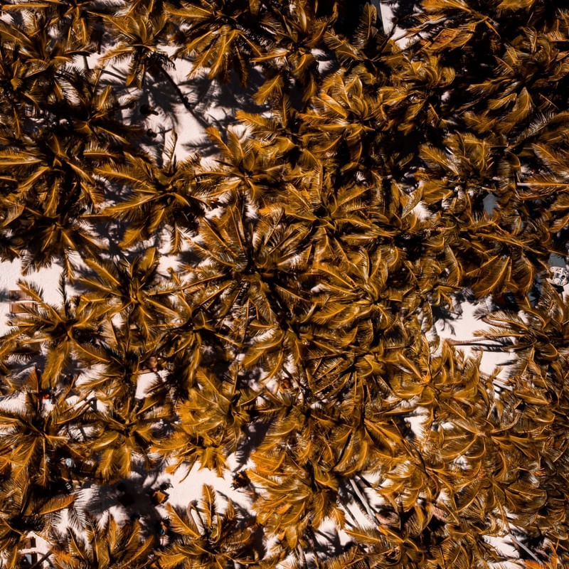COQUEIROS VISTOS DE CIMA QUADRADO