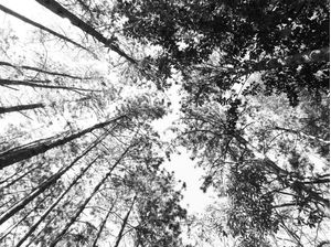 TREES EM PB