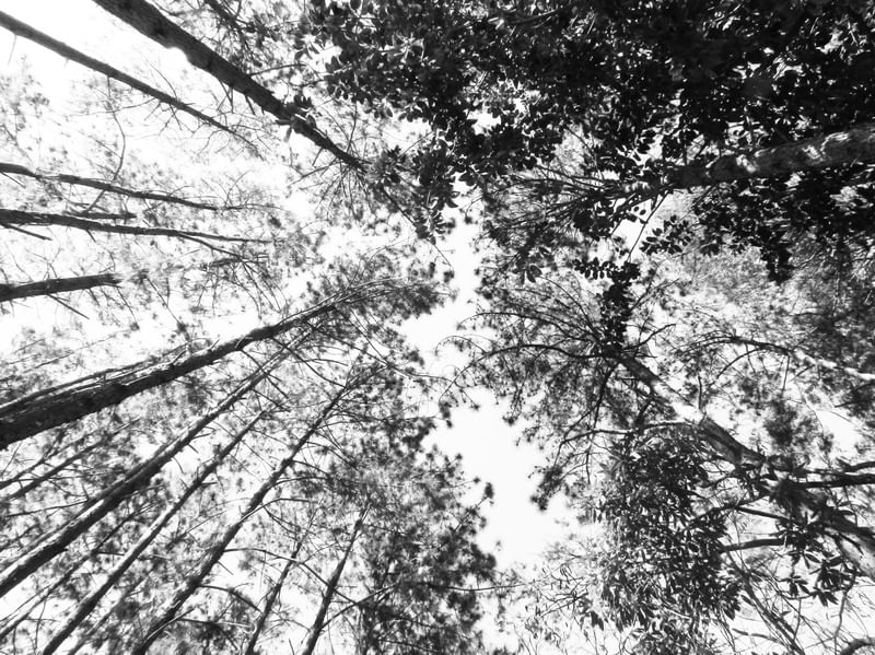 TREES EM PB