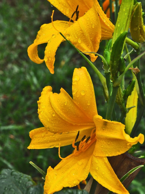 FLORES LÍRIOS AMARELOS