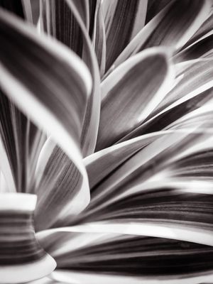 NATUREZA ABSTRATA_7