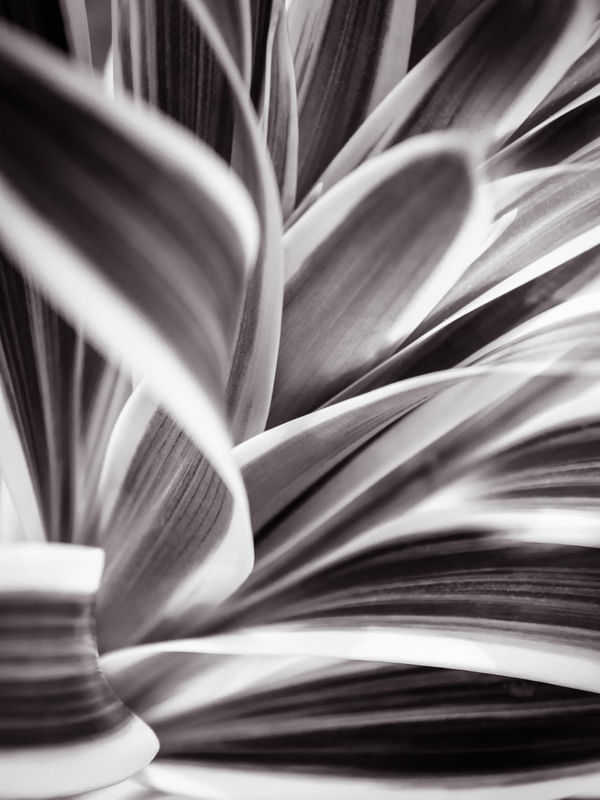 NATUREZA ABSTRATA_7