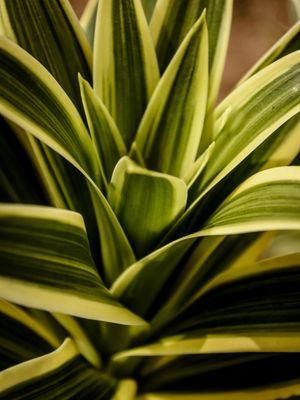 NATUREZA ABSTRATA_8