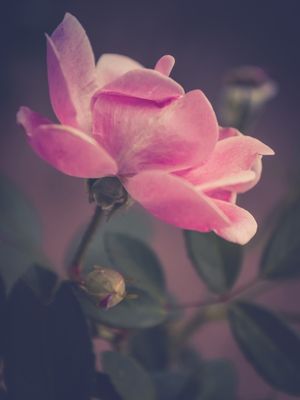 ROSA-ROSA