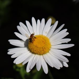FLOR DA ABELHA
