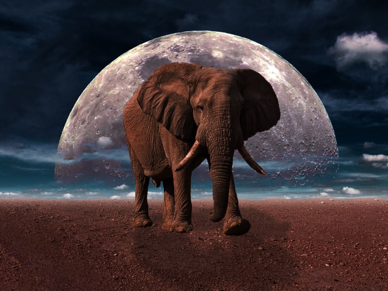 ELEFANTE - UN FC PS EX1