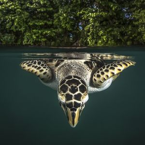 TURTLE ISLAND