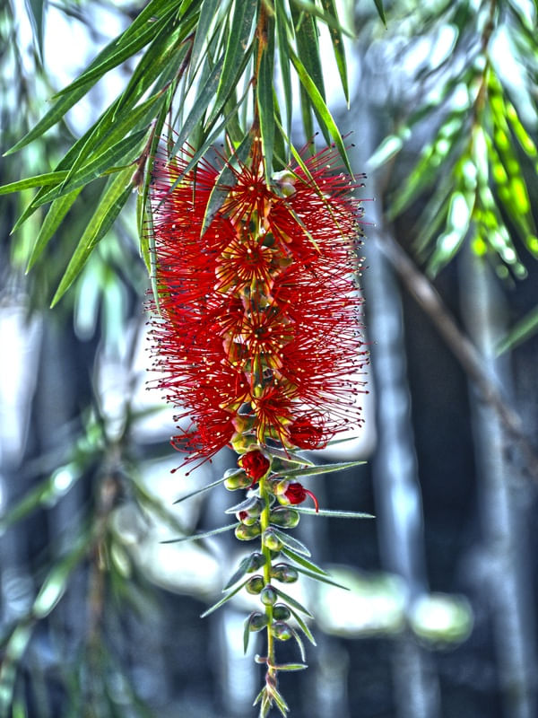 FLORZINHA VERMELHA