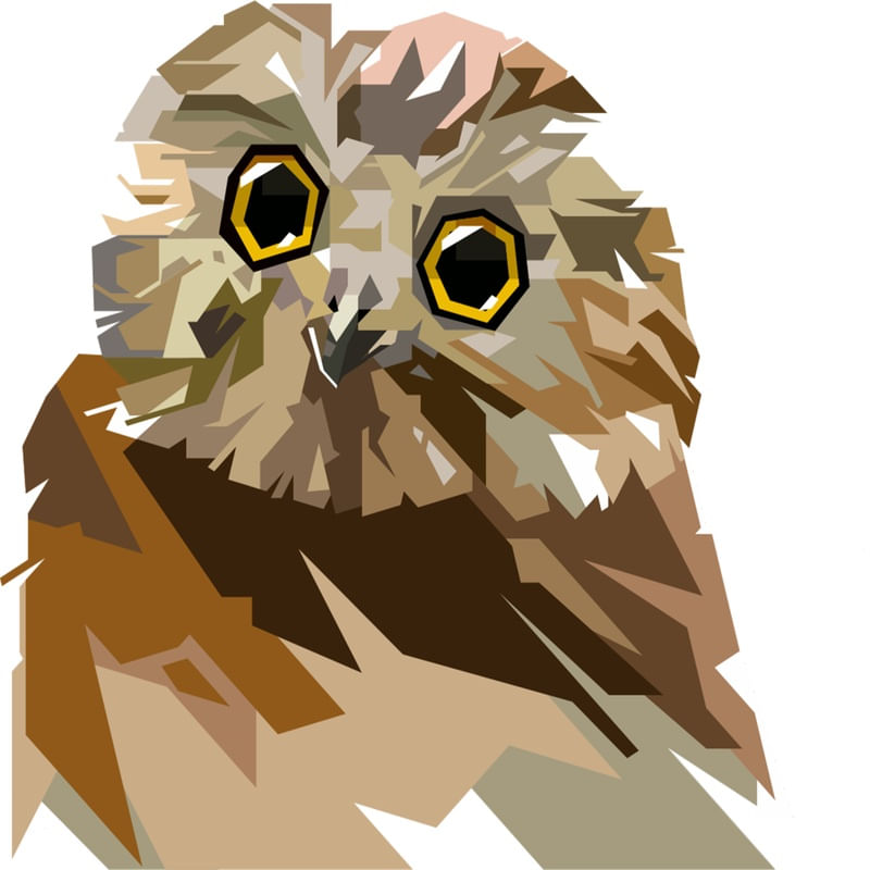 OWL PINTADA