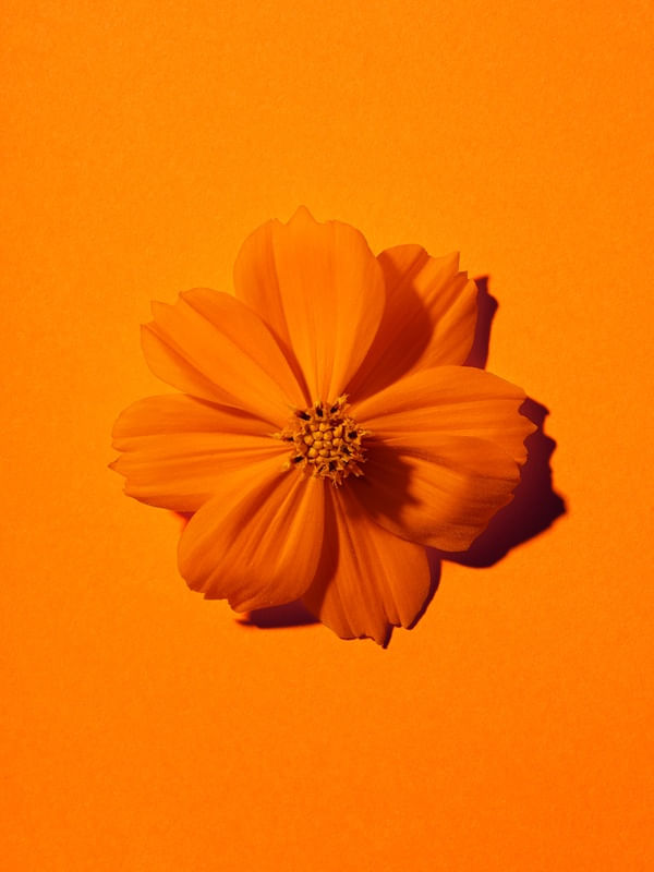 COSMO LARANJA