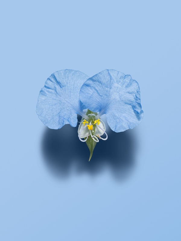 UMA FLOR DE COMMELINA SP