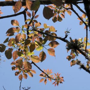 PRIMAVERA CÉU AZUL E FOLHAS