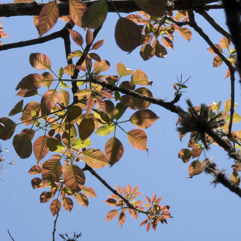 PRIMAVERA CÉU AZUL E FOLHAS
