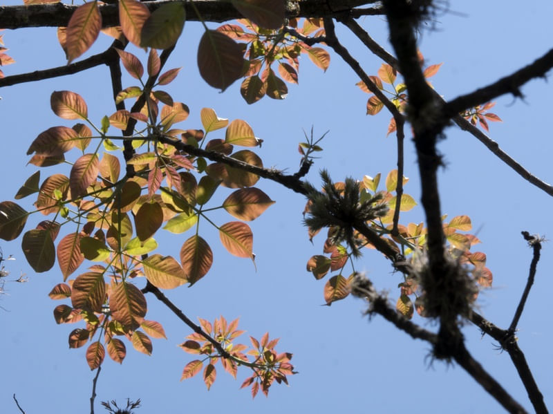 PRIMAVERA CÉU AZUL E FOLHAS I