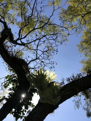 PRIMAVERA CÉU AZUL